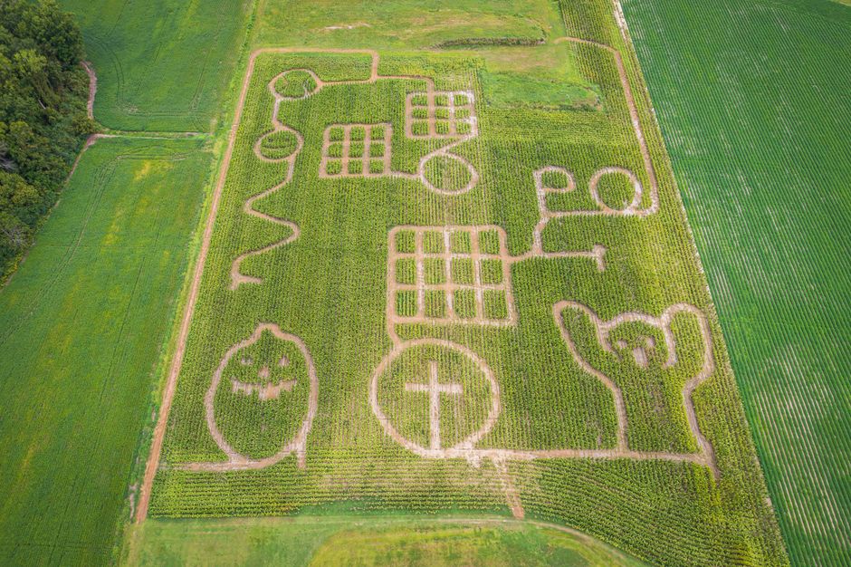 A corn maze field, similar to the maze activity offered here