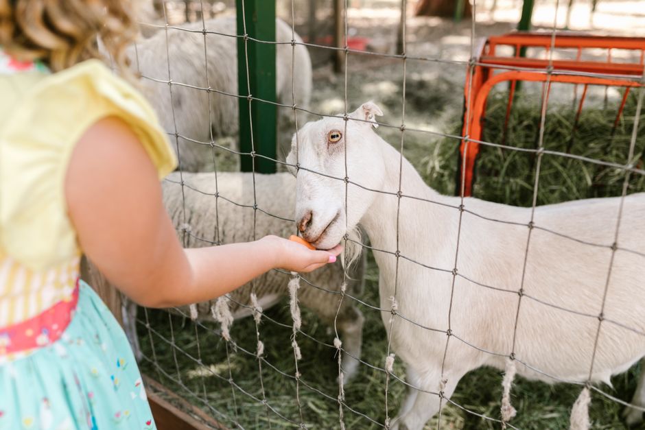 A petting zoo animal, similar to the farm-animal experience offered here