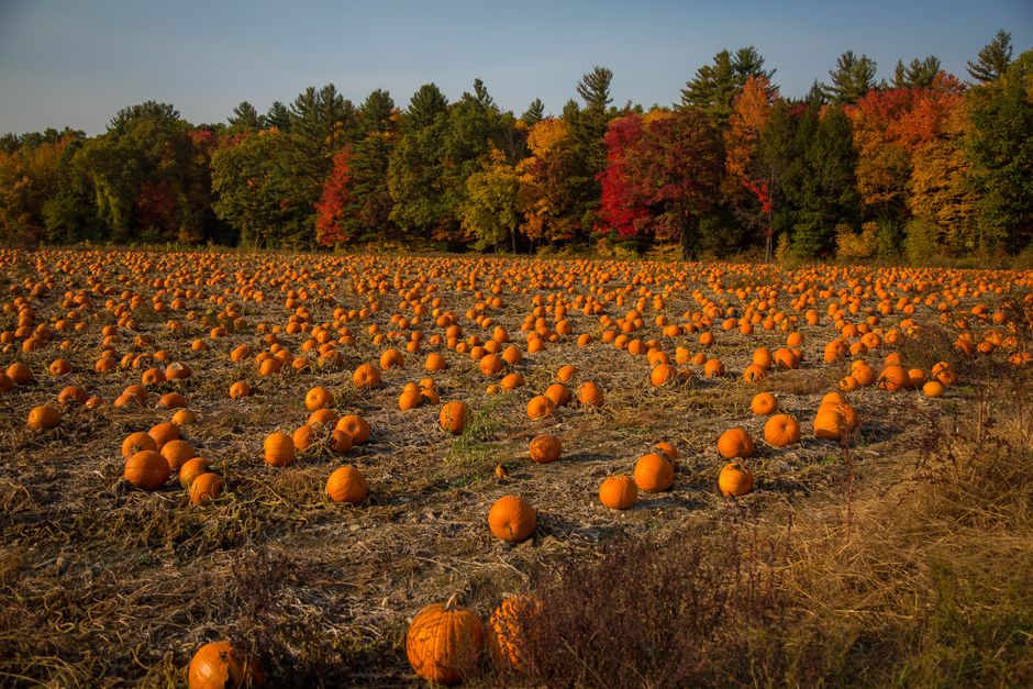 A pumpkin field in autumn, similar to the setting at this farm